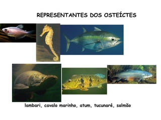 REPRESENTANTES DOS OSTEÍCTES lambari, cavalo marinho, atum, tucunaré, salmão 
