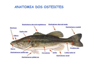 ANATOMIA DOS OSTEICTES 
