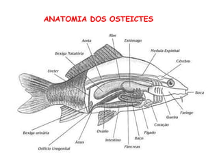 ANATOMIA DOS OSTEICTES 