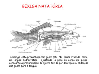 BEXIGA NATATÓRIA A bexiga  está preenchida com gases (O2, N2, CO2), atuando  como um  órgão  hidrostático,  ajustando  o  peso  do  corpo  do  peixe consoante a profundidade. O ajuste faz-se por secreção ou absorção dos gases para o sangue .   