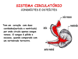 SISTEMA CIRCULATÓRIO CONDRÍCTES E OSTEÍCTES Tem um  coração  com duas cavidades(aurícula e ventrículo) por onde circula apenas sangue venoso. O sangue é pálido e escasso, quando comparado com um vertebrado terrestre .  