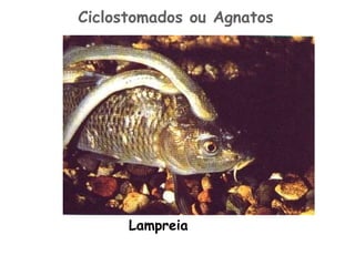 Lampreia Ciclostomados ou Agnatos 