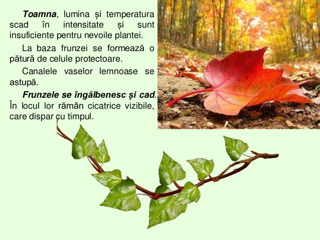 Ciclul De Viata Al Plantelor Ciclul de viata al plantelor