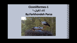 Ciconiiformes -1