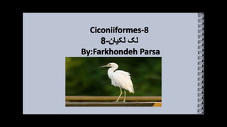 Ciconiiformes -8