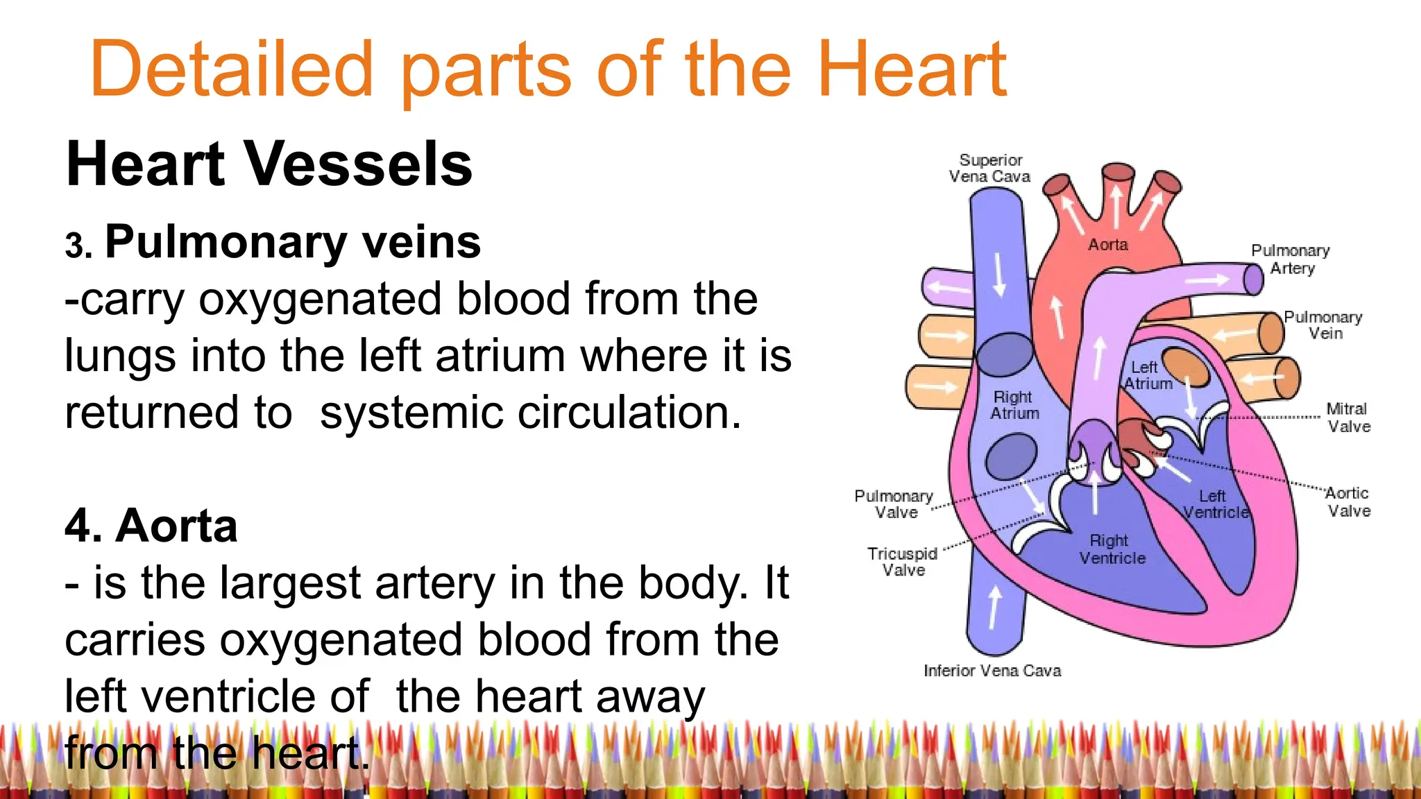 Detailed parts of the Heart
Heart Vessels
3. Pulmonary veins
-carry oxygenated blood from the
lungs into the left atrium where it is
returned to systemic circulation.
4. Aorta
- is the largest artery in the body. It
carries oxygenated blood from the
left ventricle of the heart away
from the heart.
 
