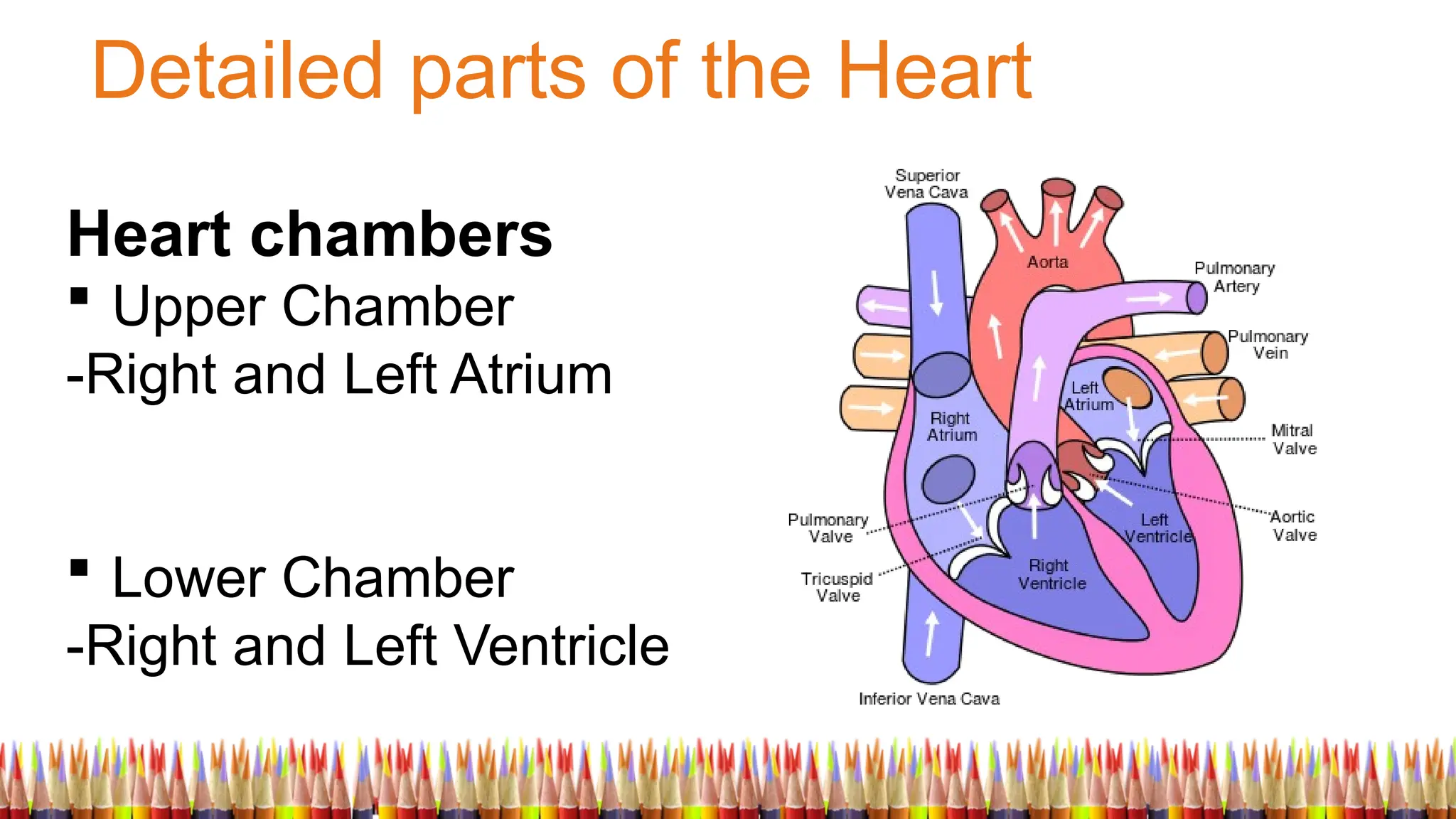 Detailed parts of the Heart
Heart chambers
 Upper Chamber
-Right and Left Atrium
 Lower Chamber
-Right and Left Ventricle
 