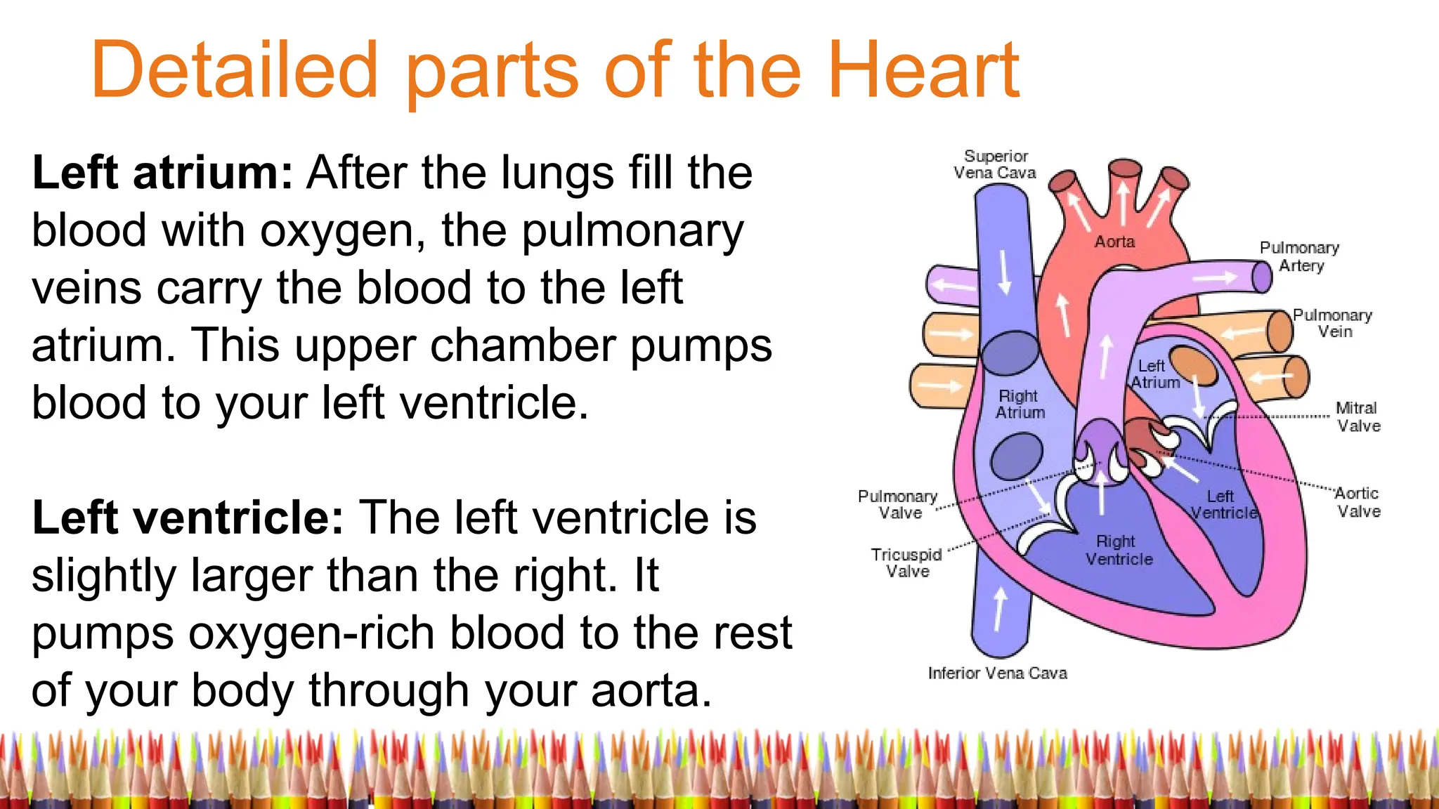 Detailed parts of the Heart
Left atrium: After the lungs fill the
blood with oxygen, the pulmonary
veins carry the blood to the left
atrium. This upper chamber pumps
blood to your left ventricle.
Left ventricle: The left ventricle is
slightly larger than the right. It
pumps oxygen-rich blood to the rest
of your body through your aorta.
 