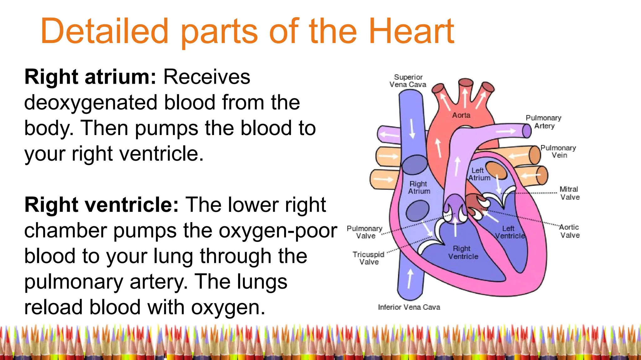 Detailed parts of the Heart
Right atrium: Receives
deoxygenated blood from the
body. Then pumps the blood to
your right ventricle.
Right ventricle: The lower right
chamber pumps the oxygen-poor
blood to your lung through the
pulmonary artery. The lungs
reload blood with oxygen.
 
