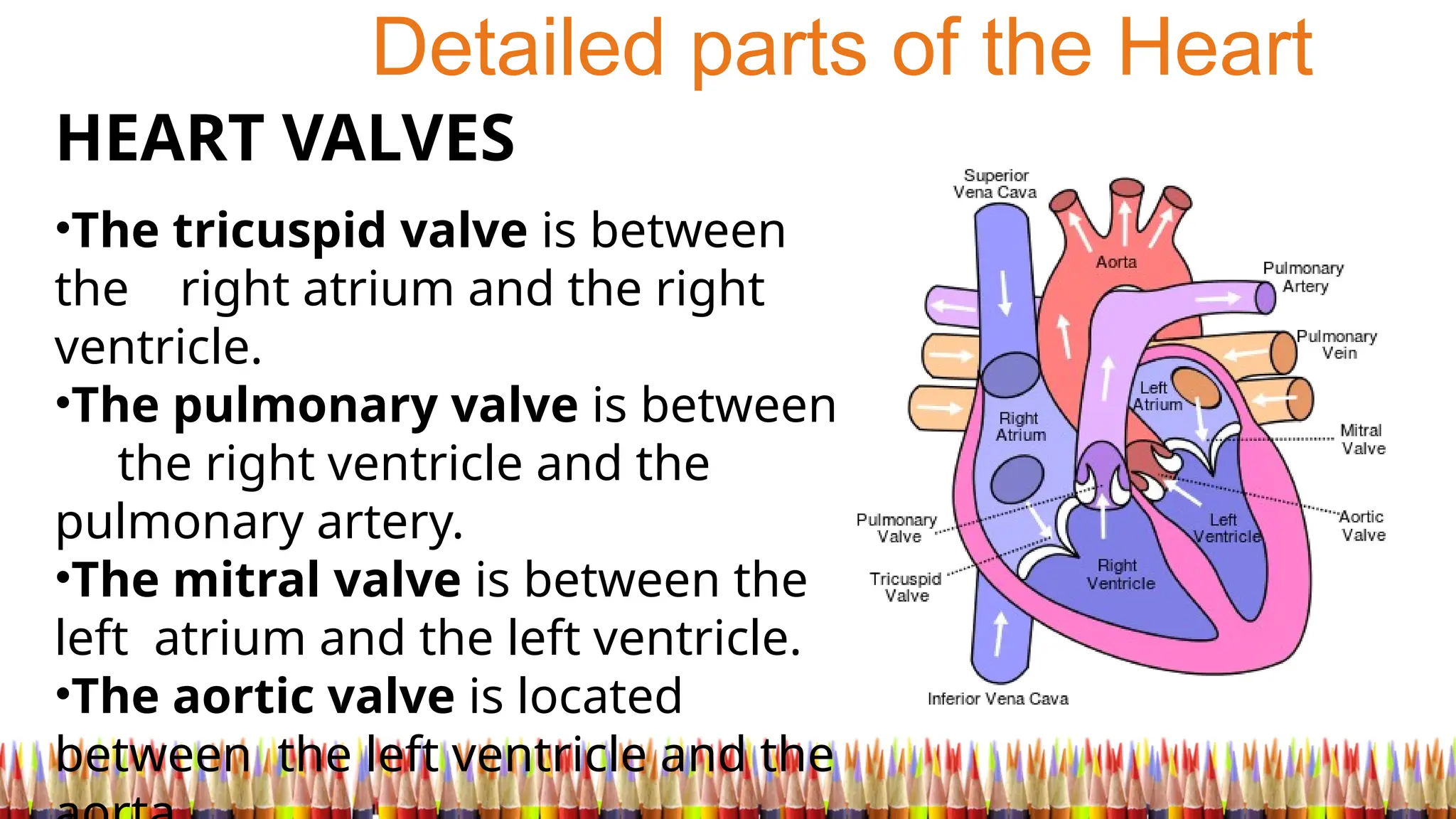 Detailed parts of the Heart
HEART VALVES
•The tricuspid valve is between
the right atrium and the right
ventricle.
•The pulmonary valve is between
the right ventricle and the
pulmonary artery.
•The mitral valve is between the
left atrium and the left ventricle.
•The aortic valve is located
between the left ventricle and the
 