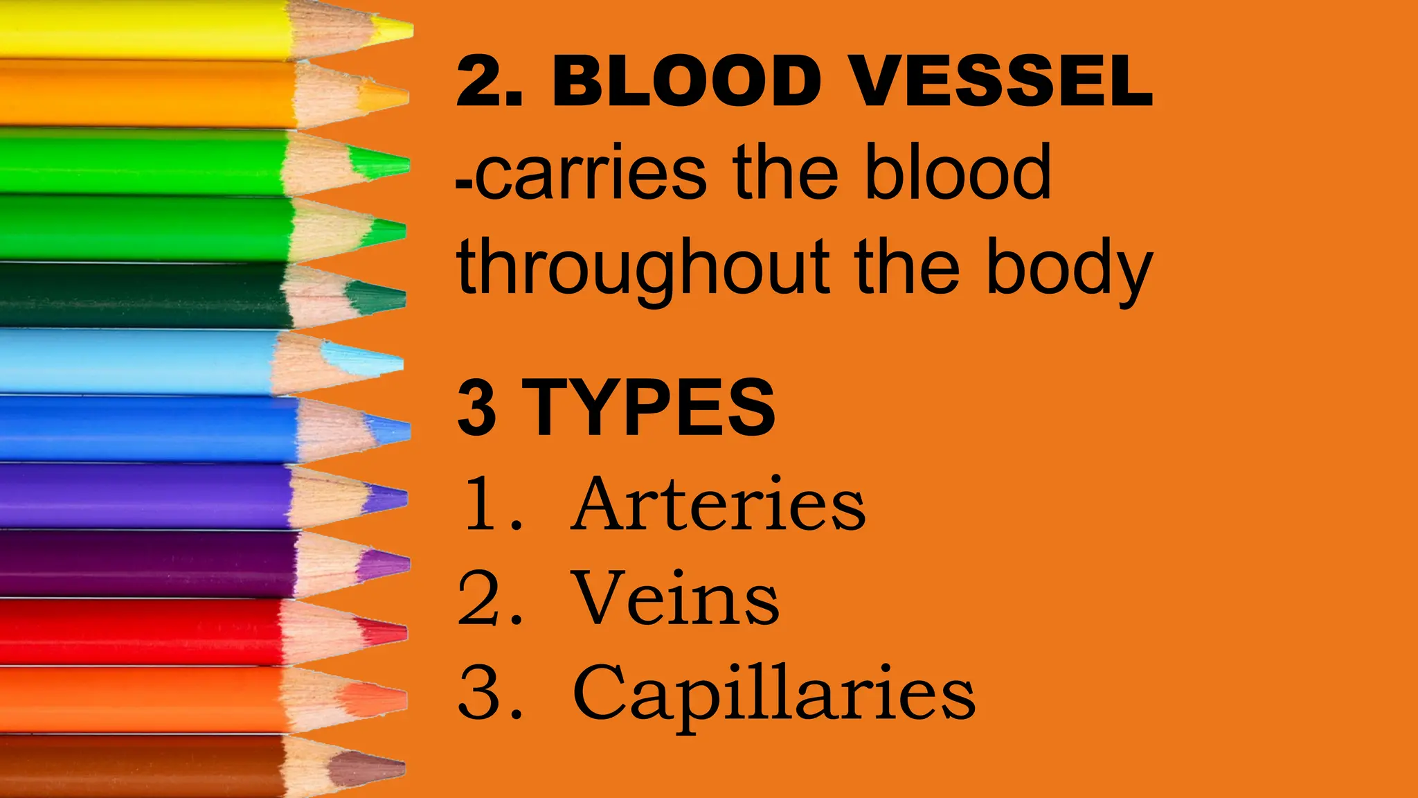 2. BLOOD VESSEL
-carries the blood
throughout the body
3 TYPES
1. Arteries
2. Veins
3. Capillaries
 
