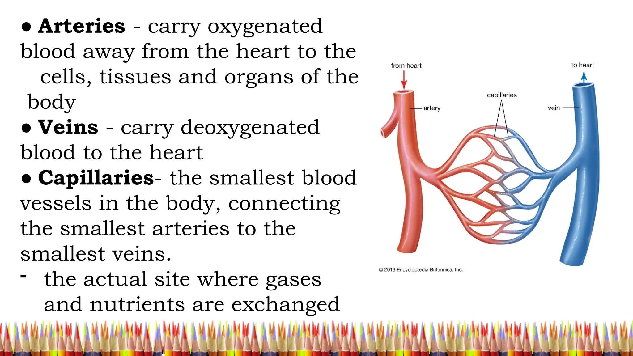 ● Arteries - carry oxygenated
blood away from the heart to the
cells, tissues and organs of the
body
● Veins - carry deoxygenated
blood to the heart
● Capillaries- the smallest blood
vessels in the body, connecting
the smallest arteries to the
smallest veins.
- the actual site where gases
and nutrients are exchanged
 
