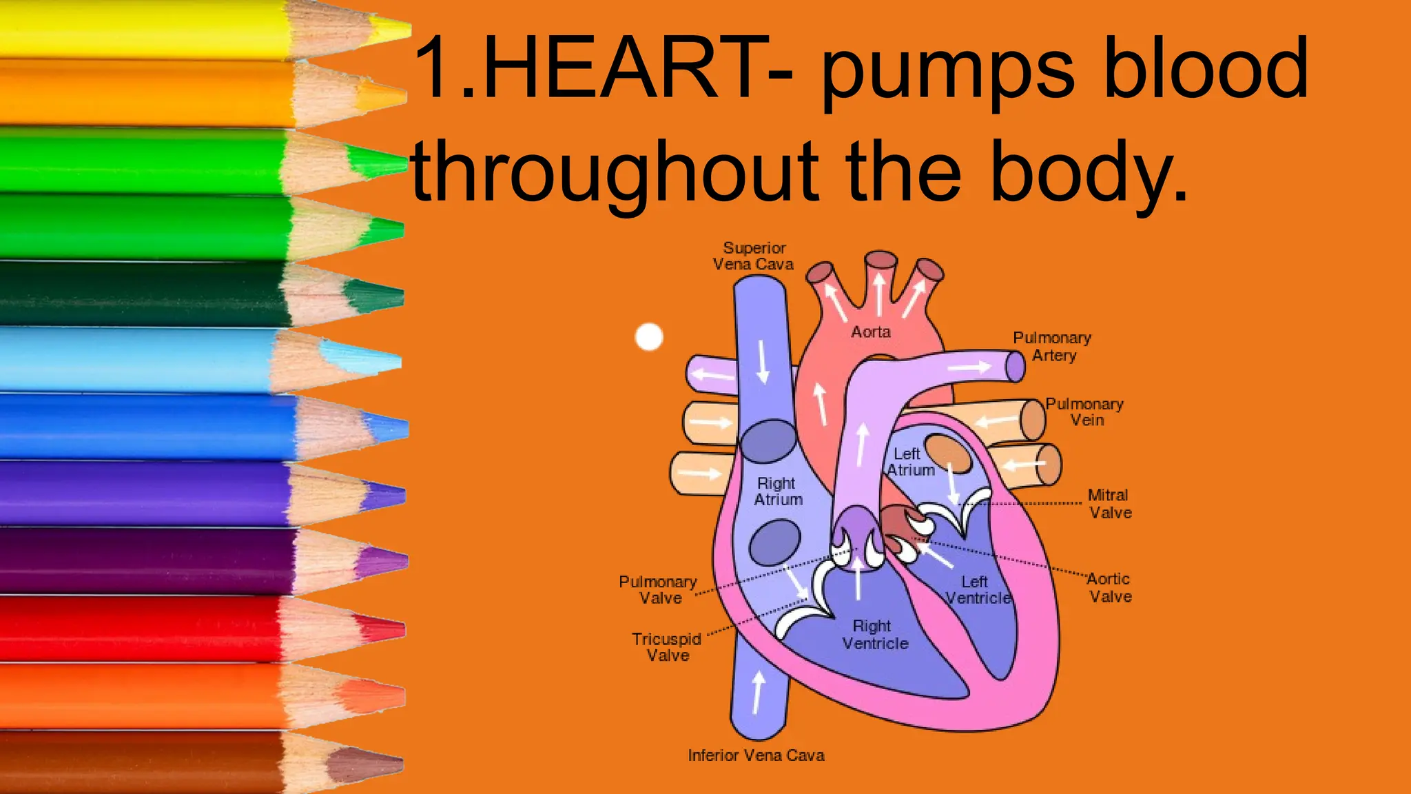 1.HEART- pumps blood
throughout the body.
 