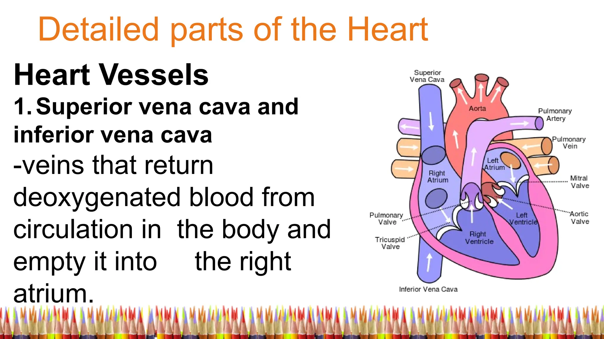 Detailed parts of the Heart
Heart Vessels
1.Superior vena cava and
inferior vena cava
-veins that return
deoxygenated blood from
circulation in the body and
empty it into the right
atrium.
 