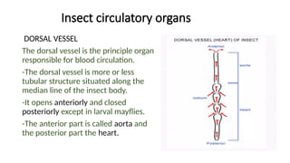 Aorta Insect CICULATORY SYSTEM IN INSCETS entomology .pptx