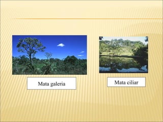 Mata galeria Mata ciliar 