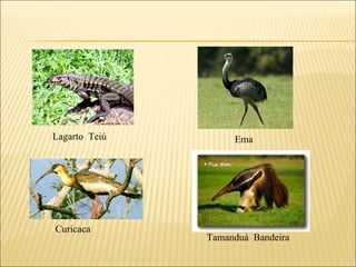 Lagarto  Teiú Ema Curicaca Tamanduá  Bandeira 