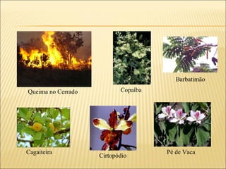 Queima no Cerrado Copaíba Barbatimão Cagaiteira Cirtopódio Pé de Vaca 