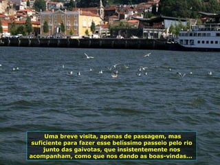Uma breve visita, apenas de passagem, mas suficiente para fazer esse belíssimo passeio pelo rio junto das gaivotas, que insistentemente nos acompanham, como que nos dando as boas-vindas...  