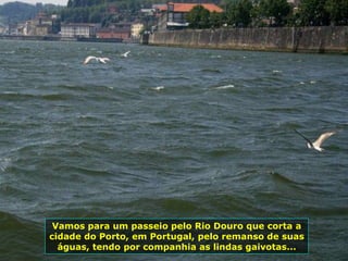 Vamos para um passeio pelo Rio Douro que corta a
cidade do Porto, em Portugal, pelo remanso de suas
águas, tendo por companhia as lindas gaivotas...
 