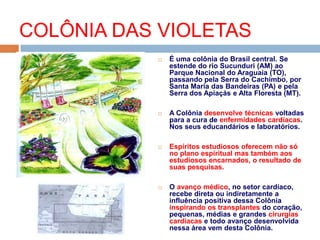  É uma colônia do Brasil central. Se
estende do rio Sucunduri (AM) ao
Parque Nacional do Araguaia (TO),
passando pela Serra do Cachimbo, por
Santa Maria das Bandeiras (PA) e pela
Serra dos Apiaçás e Alta Floresta (MT).
 A Colônia desenvolve técnicas voltadas
para a cura de enfermidades cardíacas.
Nos seus educandários e laboratórios.
 Espíritos estudiosos oferecem não só
no plano espiritual mas também aos
estudiosos encarnados, o resultado de
suas pesquisas.
 O avanço médico, no setor cardíaco,
recebe direta ou indiretamente a
influência positiva dessa Colônia
inspirando os transplantes do coração,
pequenas, médias e grandes cirurgias
cardíacas e todo avanço desenvolvida
nessa área vem desta Colônia.
COLÔNIA DAS VIOLETAS
 