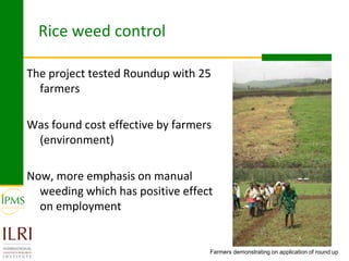 Rice value chain development 2005-2011: IPMS experiences in Fogera pilot learning woreds