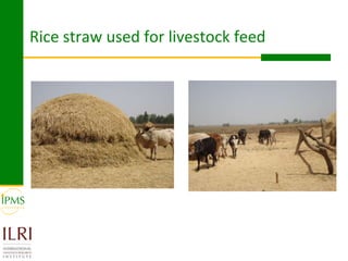 Rice value chain development 2005-2011: IPMS experiences in Fogera pilot learning woreds