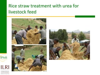 Rice value chain development 2005-2011: IPMS experiences in Fogera pilot learning woreds