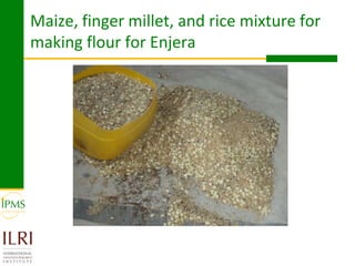 Rice value chain development 2005-2011: IPMS experiences in Fogera pilot learning woreds