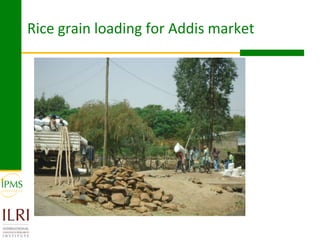 Rice value chain development 2005-2011: IPMS experiences in Fogera pilot learning woreds