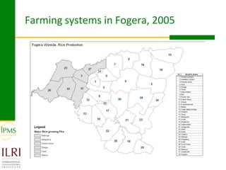 Rice value chain development 2005-2011: IPMS experiences in Fogera pilot learning woreds