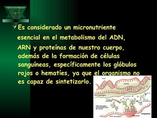 Es considerado un micronutriente  esencial en el metabolismo del ADN,  ARN y proteínas de nuestro cuerpo, además de la formación de células sanguíneas, específicamente los glóbulos rojos o hematíes, ya que el organismo no es capaz de sintetizarlo. 