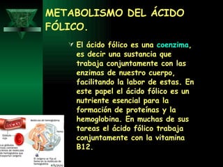 METABOLISMO DEL ÁCIDO FÓLICO. El ácido fólico es una  coenzima , es decir una sustancia que trabaja conjuntamente con las enzimas de nuestro cuerpo, facilitando la labor de estas. En este papel el ácido fólico es un nutriente esencial para la formación de proteínas y la hemoglobina. En muchas de sus tareas el ácido fólico trabaja conjuntamente con la vitamina B12. 