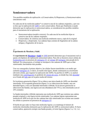 Semiconservadora
Tres posibles modelos de replicación. a) Conservadora, b) Dispersora, c) Semiconservadora
(mecanismo real)
En cada una de las moléculas padres* se conserva una de las cadenas originales, y por eso
se dice que la replicación del ADN es semi conservadora. Hasta que finalmente se pudo
demostrar que la replicación es semiconservadora, se consideraron tres posibles modelos
para el mecanismo de la replicación:
Semiconservadora (modelo correcto). En cada una de las moléculas hijas se
conserva una de las cadenas originales.
Conservadora. Se sintetiza una molécula totalmente nueva, copia de la original.
Dispersora, o dispersante. Las cadenas hijas constan de fragmentos de la cadena
antigua y fragmentos de la nueva.
Experimento de Meselson y Stahl.
El experimento de Meselson y Stahl en 1958 permitió demostrar que el mecanismo real se
ajusta a la hipótesis de replicación semiconservadora. Para ello se hicieron crecer células de
Escherichia coli en presencia de nitrógeno-15, un isótopo del nitrógeno más pesado de lo
habitual. En consecuencia, el isótopo se incorporó a las cadenas de ADN que se iban
sintetizando, haciéndolas más pesadas.
Una vez conseguido el primer objetivo, las células fueron transferidas a un medio que
contenía nitrógeno-14, es decir, un medio más ligero, donde continuaron su crecimiento
(división celular, que requiere la replicación del ADN). Se purificó el ADN y se analizó
mediante una centrifugación en gradiente de cloruro de cesio, en donde hay más densidad
en el fondo del tubo que en la parte media del mismo.
En la primera generación (figura 2.b) se obtuvo una única banda de ADN con densidad
intermedia. En la segunda generación (figura 2.c) se obtuvieron dos bandas, una con
densidad ligera y otra con densidad intermedia o híbrida. En la tercera generación se
obtuvieron dos bandas, una ligera (con una abundancia del 75%) y otra intermedia (con el
25% restante).
La banda intermedia o híbrida representa una molécula de ADN que contiene una cadena
pesada (original) y otra ligera (recién sintetizada). Las cadenas ligeras representan una
molécula de ADN en la que las dos cadenas han sido sintetizadas (no existían aun cuando
las células se pusieron en presencia de nitrógeno-15.
El hecho de que cada vez haya más moléculas ligeras y se mantenga el número de
moléculas intermedias demuestra que la replicación del ADN es semiconservadora. Si fuera
conservadora, aparecería siempre una banda pesada y el resto ligeras (figuras 1.a, 1.b, 1.c) .
 
