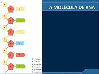 A MOLÉCULA DE RNA
 