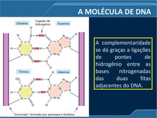 A MOLÉCULA DE DNA
A complementaridade
se dá graças a ligações
de pontes de
hidrogênio entre as
bases nitrogenadas
das duas fitas
adjacentes do DNA.
 