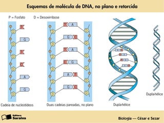 A MOLÉCULA DE DNA
 
