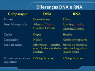 Comparação DNA RNA
Pentose Desoxirribose Ribose
Bases Nitrogenadas Adenina, Timina,
Guanina, Citosina
Adenina, Uracila,
Guanina,Citosina
Cadeia Dupla Simples
Localização Núcleo Núcleo e citoplasma
Papel na célula Informação genética,
controle das atividades
celulares
Síntese de proteínas,
informação genética
(alguns vírus)
Enzima que catalisa a
sua síntese
DNA-polimerase RNA-polimerase
Diferenças DNA e RNA
 