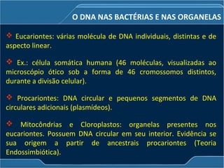 O DNA NAS BACTÉRIAS E NAS ORGANELAS
 Eucariontes: várias molécula de DNA individuais, distintas e de
aspecto linear.
 Ex.: célula somática humana (46 moléculas, visualizadas ao
microscópio ótico sob a forma de 46 cromossomos distintos,
durante a divisão celular).
 Procariontes: DNA circular e pequenos segmentos de DNA
circulares adicionais (plasmídeos).
 Mitocôndrias e Cloroplastos: organelas presentes nos
eucariontes. Possuem DNA circular em seu interior. Evidência se
sua origem a partir de ancestrais procariontes (Teoria
Endossimbiótica).
 