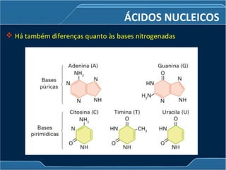ÁCIDOS NUCLEICOS
 Há também diferenças quanto às bases nitrogenadas
 