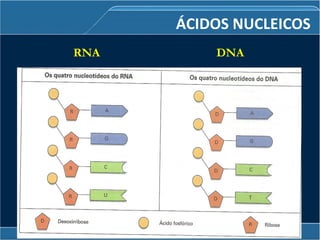 ÁCIDOS NUCLEICOS
RNA DNA
 