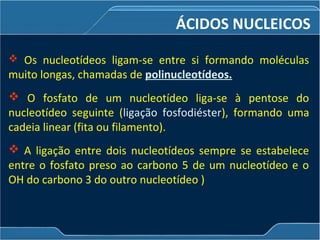 ÁCIDOS NUCLEICOS
 Os nucleotídeos ligam-se entre si formando moléculas
muito longas, chamadas de polinucleotídeos.
 O fosfato de um nucleotídeo liga-se à pentose do
nucleotídeo seguinte (ligação fosfodiéster), formando uma
cadeia linear (fita ou filamento).
 A ligação entre dois nucleotídeos sempre se estabelece
entre o fosfato preso ao carbono 5 de um nucleotídeo e o
OH do carbono 3 do outro nucleotídeo )
 