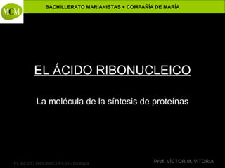 EL ÁCIDO RIBONUCLEICO La molécula de la síntesis de proteínas 
