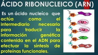 ÁCIDO RIBONUCLEICO (ARN)
 Es un ácido nucleíco  que
actúa como el
intermediario necesario
para traducir la
información genética
contenida en el ADN para
efectuar la síntesis de
proteínas funcionales.
 