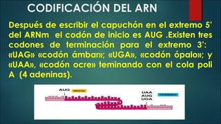 ÁCIDO RIBONUCLEICO ARN. Lic Javier Cucaita | PPT