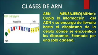 ÁCIDO RIBONUCLEICO ARN. Lic Javier Cucaita | PPT