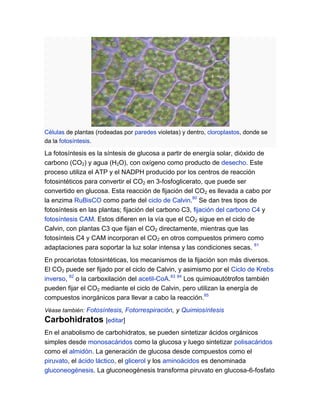 Células de plantas (rodeadas por paredes violetas) y dentro, cloroplastos, donde se
da la fotosíntesis.

La fotosíntesis es la síntesis de glucosa a partir de energía solar, dióxido de
carbono (CO2) y agua (H2O), con oxígeno como producto de desecho. Este
proceso utiliza el ATP y el NADPH producido por los centros de reacción
fotosintéticos para convertir el CO2 en 3-fosfoglicerato, que puede ser
convertido en glucosa. Esta reacción de fijación del CO2 es llevada a cabo por
la enzima RuBisCO como parte del ciclo de Calvin.80 Se dan tres tipos de
fotosíntesis en las plantas; fijación del carbono C3, fijación del carbono C4 y
fotosíntesis CAM. Estos difieren en la vía que el CO2 sigue en el ciclo de
Calvin, con plantas C3 que fijan el CO2 directamente, mientras que las
fotosínteis C4 y CAM incorporan el CO2 en otros compuestos primero como
adaptaciones para soportar la luz solar intensa y las condiciones secas. 81
En procariotas fotosintéticas, los mecanismos de la fijación son más diversos.
El CO2 puede ser fijado por el ciclo de Calvin, y asimismo por el Ciclo de Krebs
inverso, 82 o la carboxilación del acetil-CoA.83 84 Los quimioautótrofos también
pueden fijar el CO2 mediante el ciclo de Calvin, pero utilizan la energía de
compuestos inorgánicos para llevar a cabo la reacción.85
Véase también: Fotosíntesis, Fotorrespiración, y Quimiosíntesis

Carbohidratos [editar]
En el anabolismo de carbohidratos, se pueden sintetizar ácidos orgánicos
simples desde monosacáridos como la glucosa y luego sintetizar polisacáridos
como el almidón. La generación de glucosa desde compuestos como el
piruvato, el ácido láctico, el glicerol y los aminoácidos es denominada
gluconeogénesis. La gluconeogénesis transforma piruvato en glucosa-6-fosfato

 