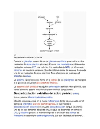 Esquema de la respiración celular

Durante la glucolisis, una molécula de glucosa es oxidada y escindida en dos
moléculas de ácido pirúvico (piruvato). En esta ruta metabólica se obtiene dos
moléculas netas de ATP y se reducen dos moléculas de NAD+; el número de
carbonos se mantiene constante (6 en la molécula inicial de glucosa, 3 en cada
una de las moléculas de ácido pirúvico). Todo el proceso se realiza en el
citosol de la célula.
La glicerina (glicerol) que se forma en la lipólisis de los triglicéridos se incorpora
a la glucólisis a nivel del gliceraldehido 3 fosfato.
La desaminación oxidativa de algunos aminoácidos también rinde piruvato, que
tienen el mismo destino metabólico que el obtenido por glucólisis.

Descarboxilación oxidativa del ácido pirúvico [editar]
Artículo principal: Descarboxilación oxidativa

El ácido pirúvico penetra en la matriz mitocondrial donde es procesado por el
complejo enzimático piruvato deshidrogenasa, el cual realiza la
descarboxilación oxidativa del piruvato; descarboxilación porque se arranca
uno de los tres carbonos del ácido pirúvico (que se desprende en forma de
CO2) y oxidativa porque, al mismo tiempo se le arrancan dos átomos de
hidrógeno (oxidación por deshidrogenación), que son captados por el NAD+,

 