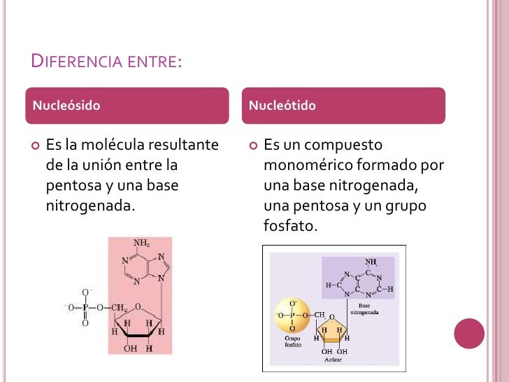 Resultado de imagen para nucleotidos y nucleosidos diferencias
