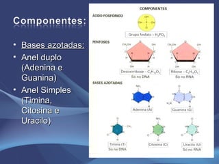 Bases azotadas: Anel duplo (Adenina e Guanina) Anel Simples (Timina, Citosina e Uracilo) 